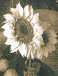 ' .  addslashes(Joie de Vivre di Cerri Angelo) . '