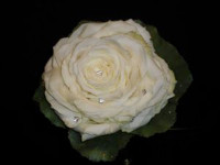 ' .  addslashes(Simone bertini floral designer) . '