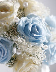 ' .  addslashes(Aya flowers) . '