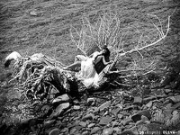 ' .  addslashes(Angelo oliva) . '