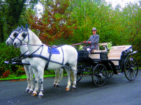 ' .  addslashes(White Horse - Cavalli e carrozze) . '