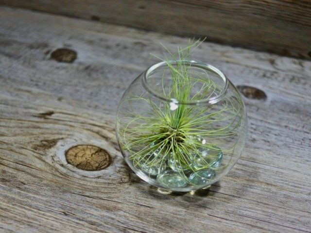 Astro snc di Bosi Marica e Roberta