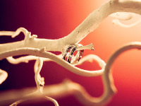 ' .  addslashes(Insoliti Dettagli) . '