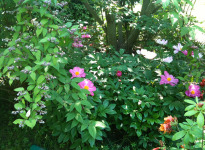 ' .  addslashes(I Giardini del Meisino) . '
