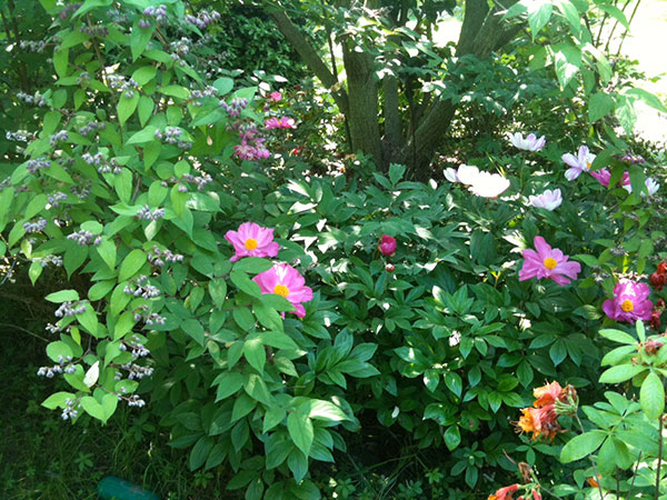 I Giardini del Meisino