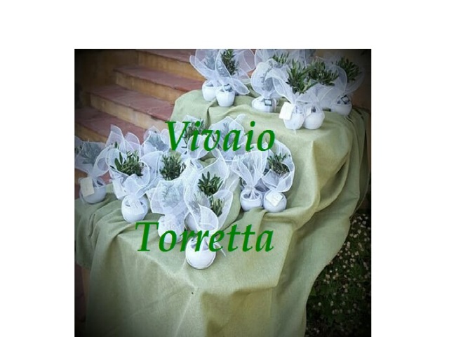 Vivaio Torretta