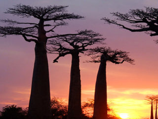 ' .  addslashes(Altrimenti Viaggi - Wedding Travel Services) . '