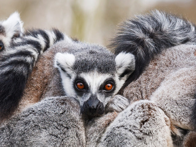 Altrimenti Viaggi - Wedding Travel Services