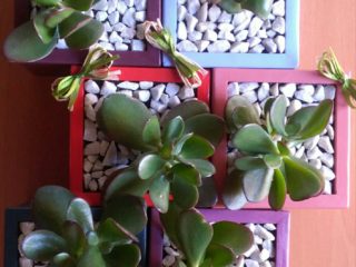 ' .  addslashes(Officina del Verde) . '