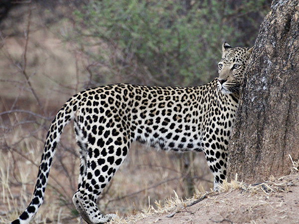 Afrozapping Safaris & Tour Operator