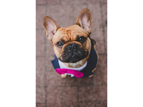 BowPawTie